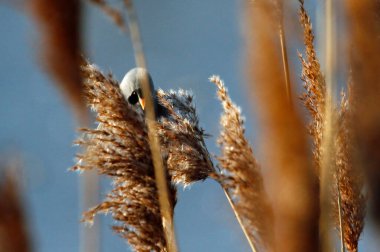 Bearded tit feeding in the reeds