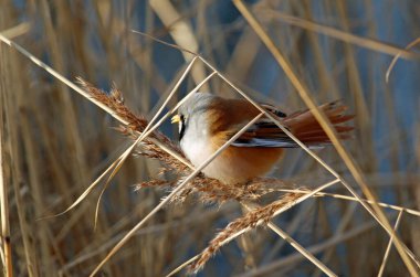 Bearded tit feeding in the reeds