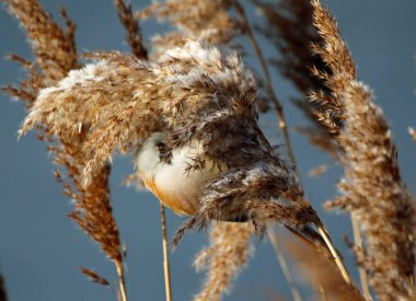 Bearded tit feeding in the reeds