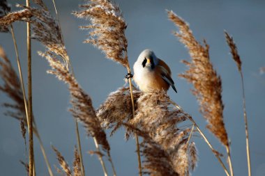 Bearded tit feeding in the reeds