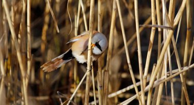 Bearded tit feeding in the reeds