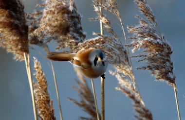 Bearded tit feeding in the reeds