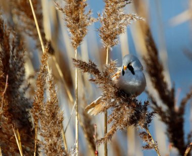 Bearded tit feeding in the reed beds