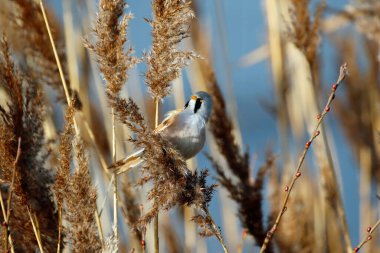 Bearded tit feeding in the reed beds