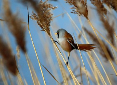 Bearded tit feeding in the reed beds