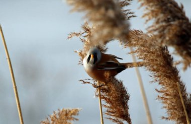 Bearded tit feeding in the reed beds