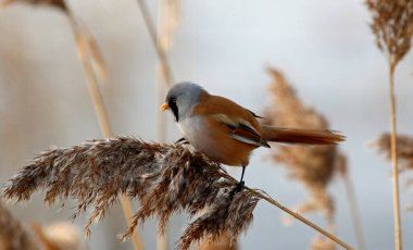 Bearded tit feeding in the reed beds