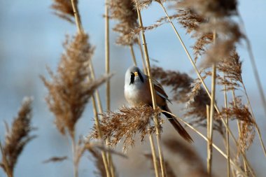 Bearded tit feeding in the reed beds