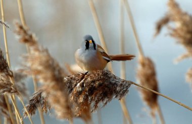 Bearded tit feeding in the reed beds