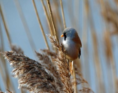 Bearded tit feeding in the reed beds
