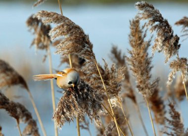 Bearded tit feeding in the reed beds