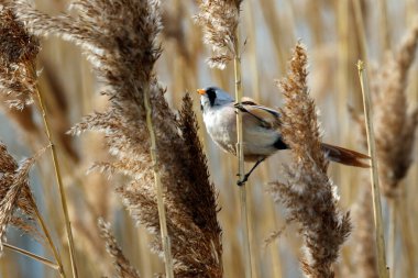 Bearded tit feeding in the reed beds
