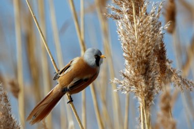 Bearded tit feeding in the reed beds
