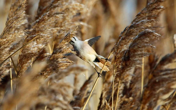 Bearded Tit Feeding Reeds — Foto Stock