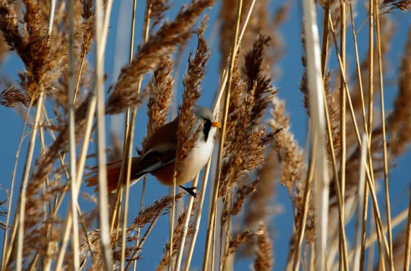 Bearded Tit Feeding Reeds — Foto Stock