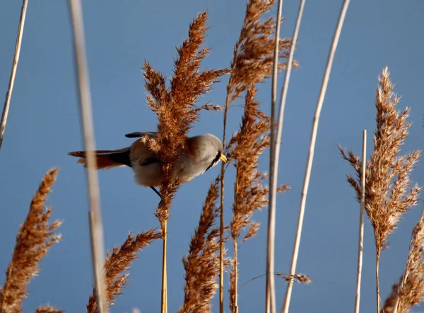 Bearded Tit Feeding Reeds — Zdjęcie stockowe