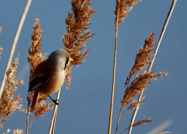 Bearded tit feeding in the reeds