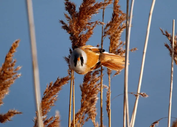 Bearded Tit Feeding Reeds — Foto Stock