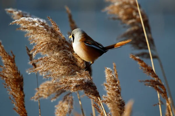 Bearded Tit Feeding Reeds — Foto Stock