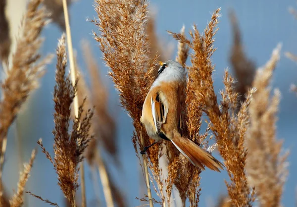 Bearded Tit Feeding Reed Beds — 스톡 사진