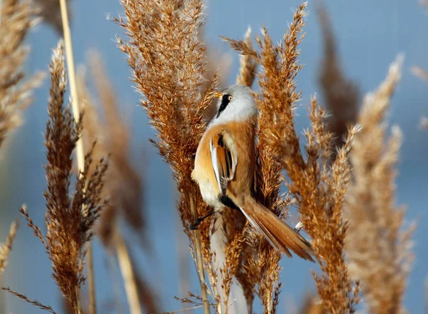 Bearded tit feeding in the reed beds