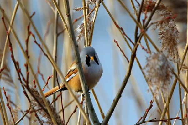 Bearded Tit Feeding Reed Beds — Foto Stock