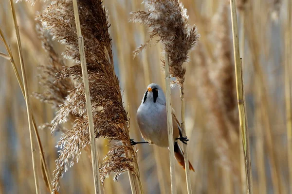 Bearded tit feeding in the reed beds