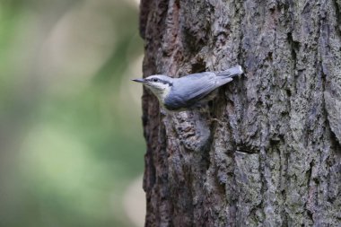 Yavruları temizleyen ve besleyen tımarhane.