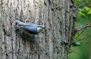 Yavruları temizleyen ve besleyen tımarhane.
