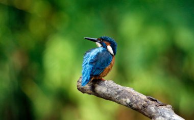 Nehir kıyısında balık tutan balıkçı