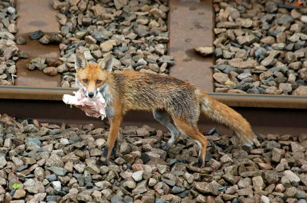 Şehir tilkisi yavruları için yiyecek getiriyor.