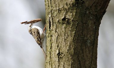 Ağaç Bekçisi ormanda yuva malzemesi topluyor.