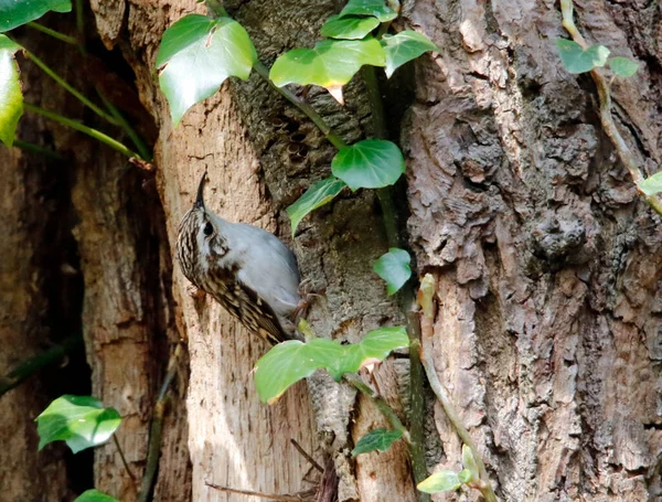 Treecreeper Collecting Nesting Material Woods — Stock Photo, Image