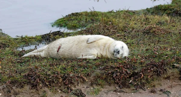 Focas Grises Playa — Foto de Stock