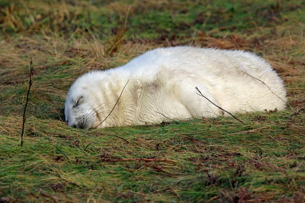 Kegelrobben Strand — Stockfoto