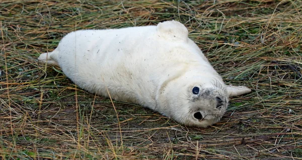 Grijze Zeehonden Het Strand — Stockfoto