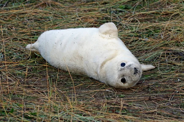 Grijze Zeehonden Het Strand — Stockfoto