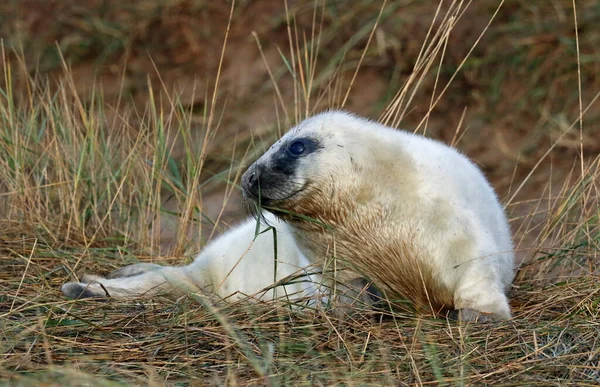 Grijze Zeehonden Het Strand — Stockfoto