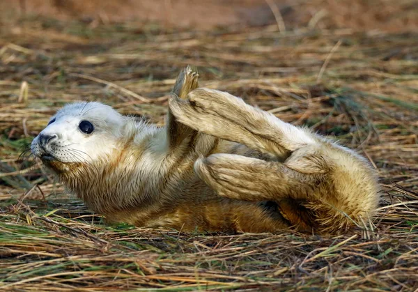 Šedí Tuleni Pláži — Stock fotografie