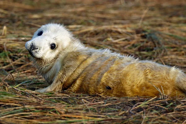 Grijze Zeehonden Het Strand — Stockfoto