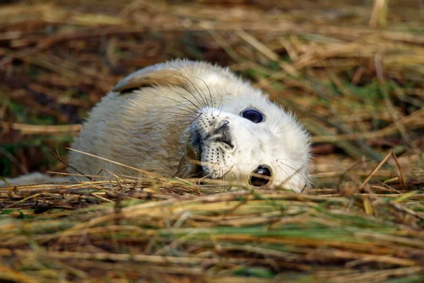 Focas Grises Playa — Foto de Stock