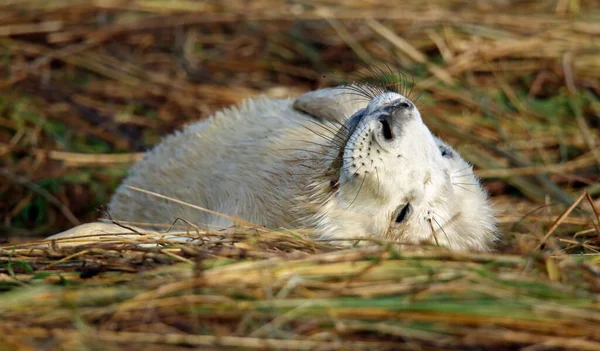 Grijze Zeehonden Het Strand — Stockfoto