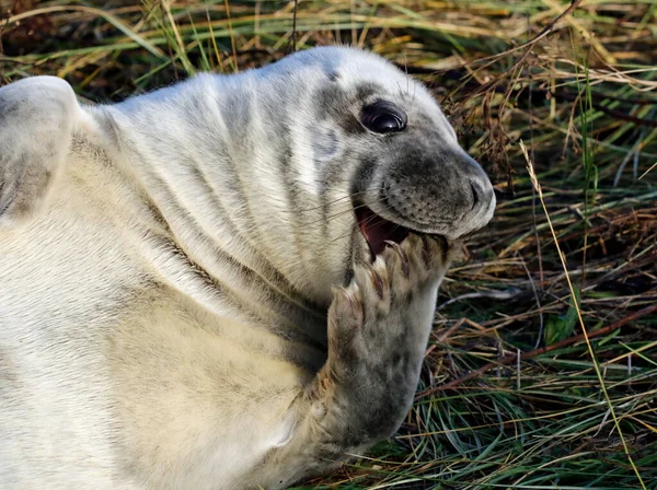 Grey Seals Beach — Stock Photo, Image