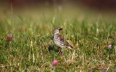 Çayır çekirgesi, yavruları için böcek topluyor.