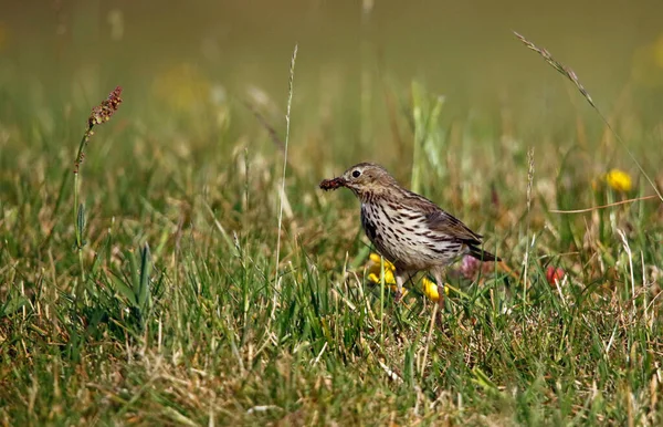 Çayır çekirgesi, yavruları için böcek topluyor.
