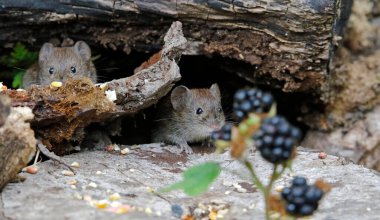 Bank voles collecting seeds and berries in the wood clipart