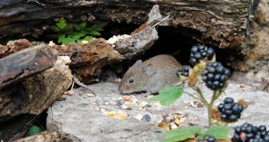 Bank voles collecting seeds and berries in the wood clipart