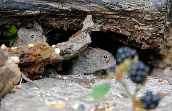 Bank Voles Collecting Seeds Berries Wood — Stock Photo, Image