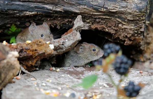 Bank Voles Collecting Seeds Berries Wood — Stock Photo, Image