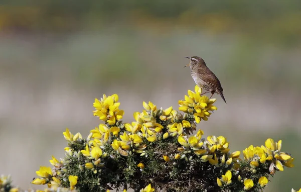 Bahar güneşinde çalıların arasından şarkı söyleyen Wren